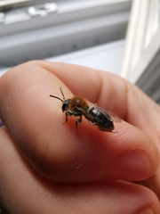 Andrena haemorrhoa