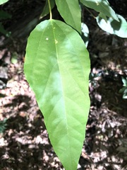 Mallotus philippensis