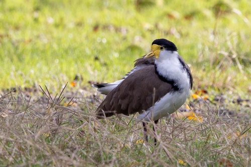 Black-shouldered Masked Lapwing