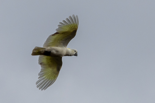 Sulphur-crested Cockatoo