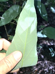 Mallotus philippensis