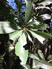 Planchonella pohlmaniana