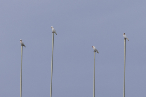 Long-billed Corella