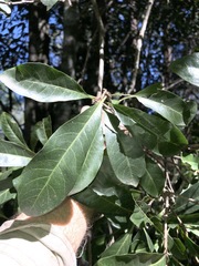 Planchonella pohlmaniana