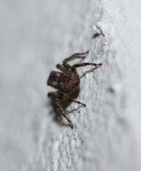 Mexigonus