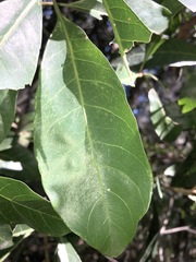 Planchonella pohlmaniana