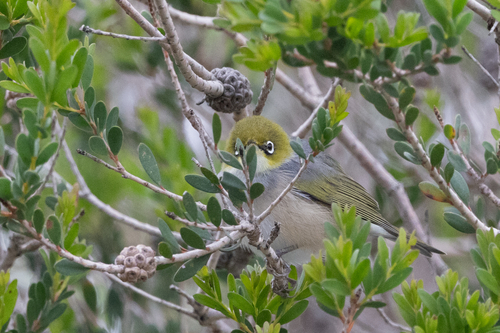 Silvereye
