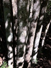 Planchonella pohlmaniana