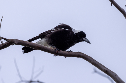 Australian Magpie