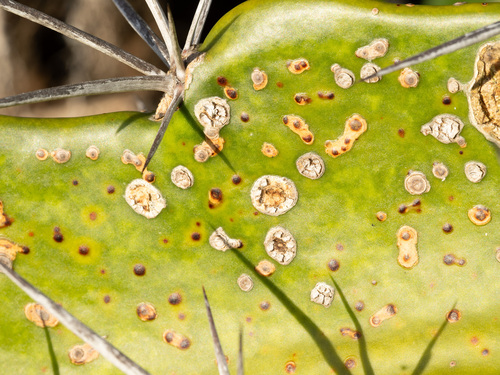 Phyllosticta, 2026-05-24