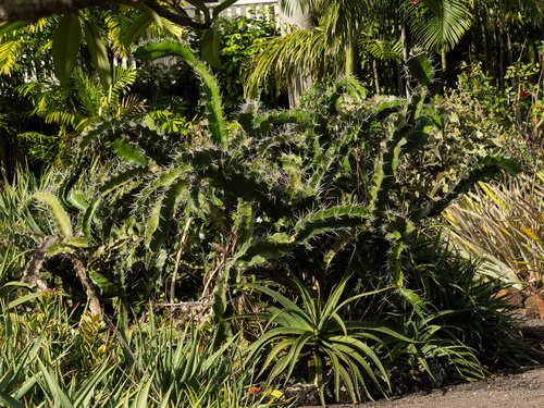 Acanthocereus tetragonus, 2026-05-24