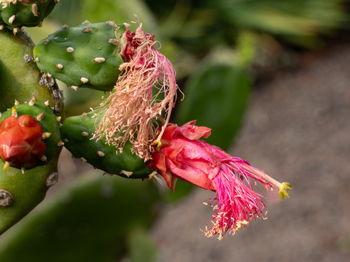 Opuntia cochenillifera observed 2026-05-24
