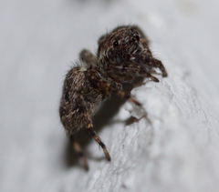 Mexigonus