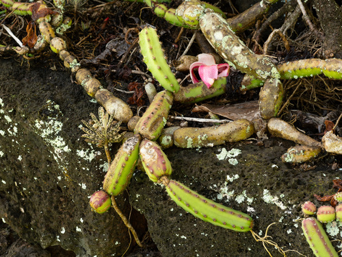 Selenicereus pteranthus observed 2026-05-24