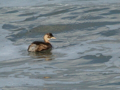 Tachybaptus ruficollis