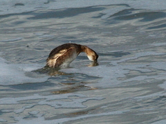 Tachybaptus ruficollis