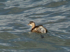 Tachybaptus ruficollis