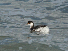 Podiceps nigricollis