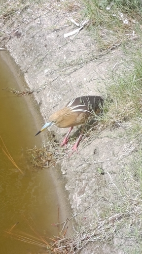 Indian Pond-Heron