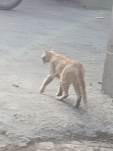 Domestic Cat
