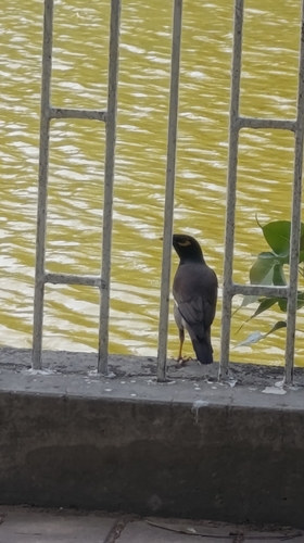 Common Myna