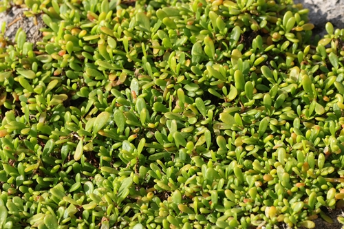 Sesuvium portulacastrum observed 2026-05-24