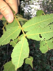 Alectryon tomentosus