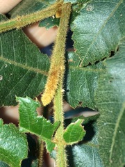 Alectryon tomentosus