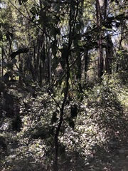 Alectryon tomentosus