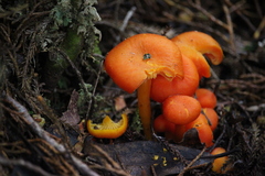 Hygrocybe procera