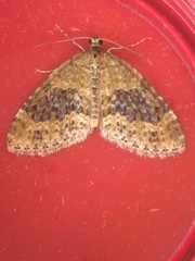 Acasis viretata