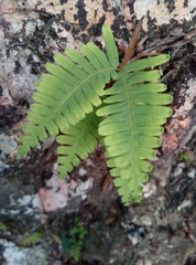 Dicranopteris linearis