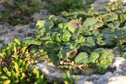 Boerhavia repens observed 2026-05-24