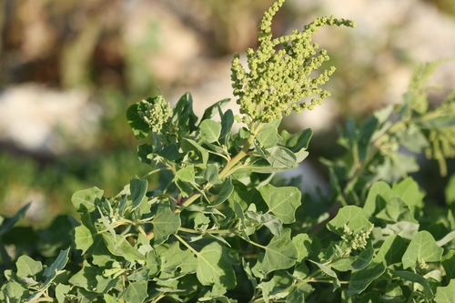 Chenopodium oahuense, photograph 6