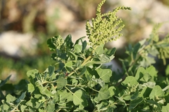 Chenopodium oahuense, photograph author not stated, no rights reserved