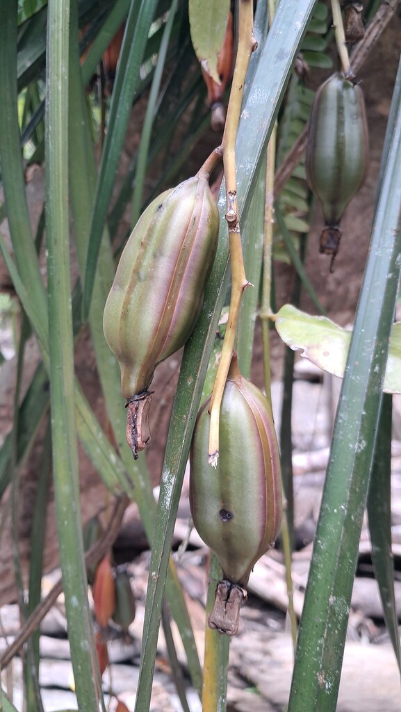 Cymbidium atropurpureum (Lindl.) Rolfe 4