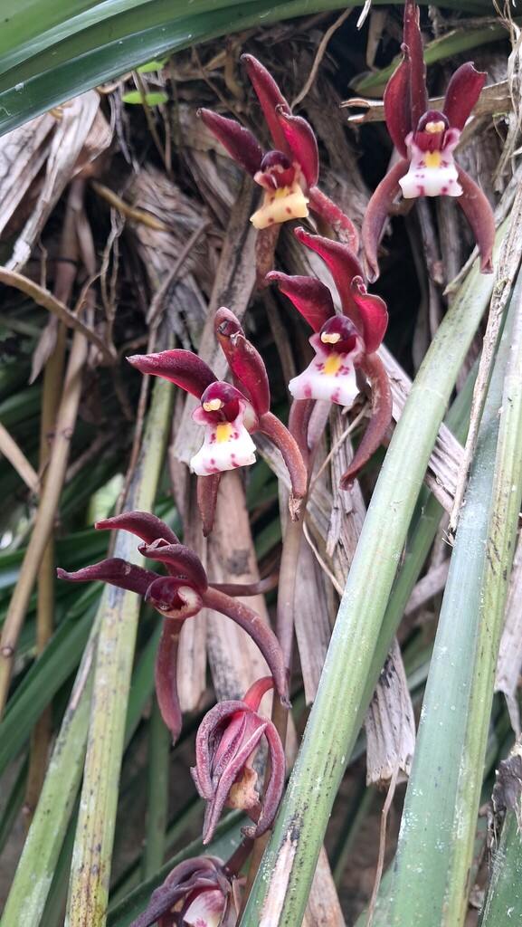 Cymbidium atropurpureum (Lindl.) Rolfe 3