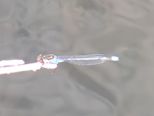 Red-eyed Damselfly