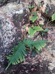 Dicranopteris linearis