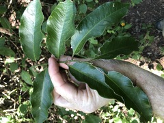 Capparis arborea