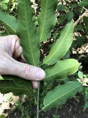 Capparis arborea