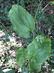 Smilax australis