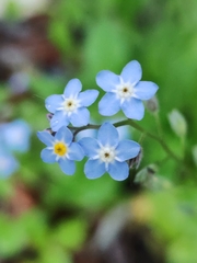 Myosotis decumbens
