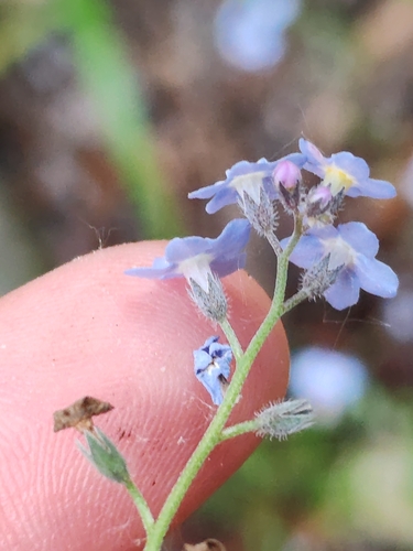 Myosotis decumbens, photograph 2