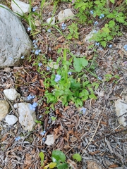 Myosotis decumbens, photograph (c) Ljaž, some rights reserved (CC BY)
