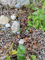 Myosotis decumbens, photograph (c) Ljaž, some rights reserved (CC BY)