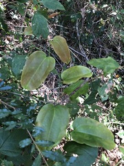 Smilax australis