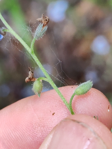 Myosotis decumbens, photograph 6