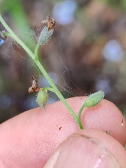 Myosotis decumbens, photograph (c) Ljaž, some rights reserved (CC BY)