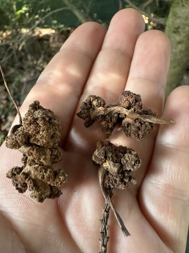 Ash Key Gall Mite